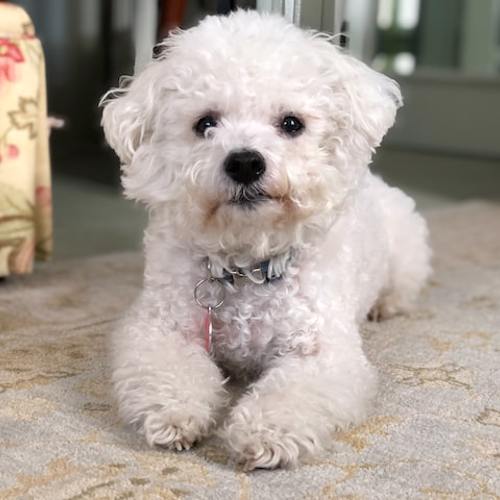 hunde-fodder-kvardrat